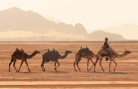 Half Day Desert Safari Tour